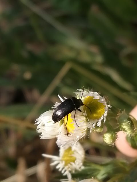 Podonta nigrita - szerecsenbogár