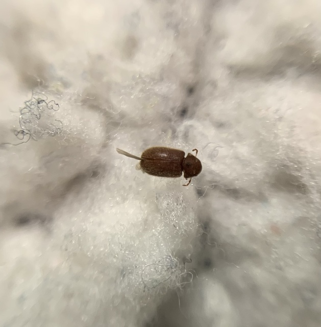 Stegobium paniceum - kenyérbogár