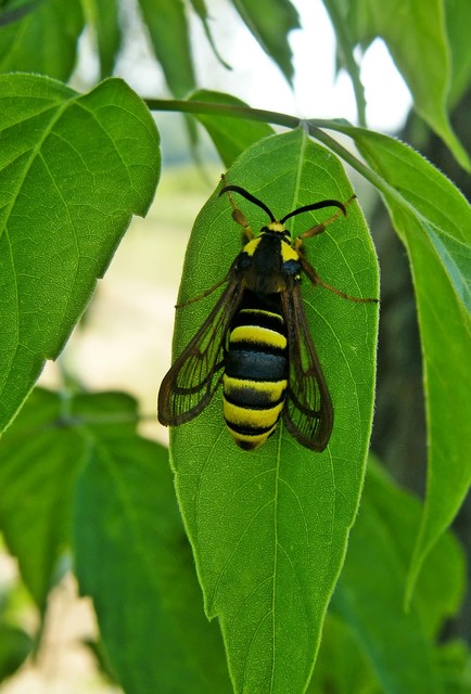 Sesia apiformis - darázslepke