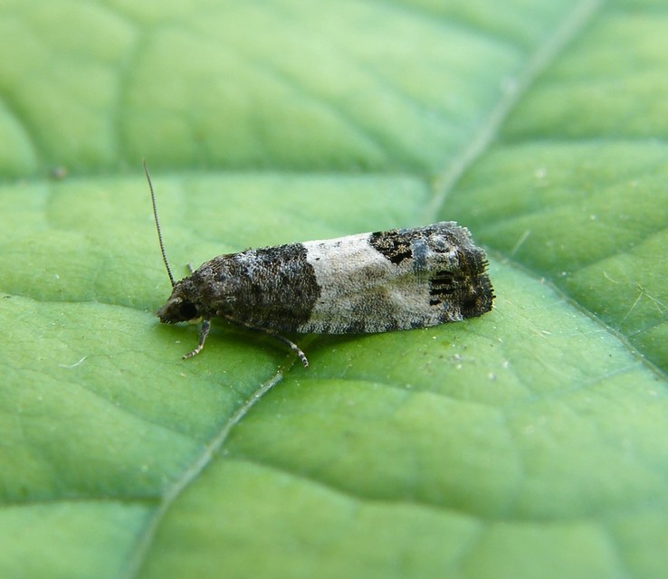 Olethreutinae