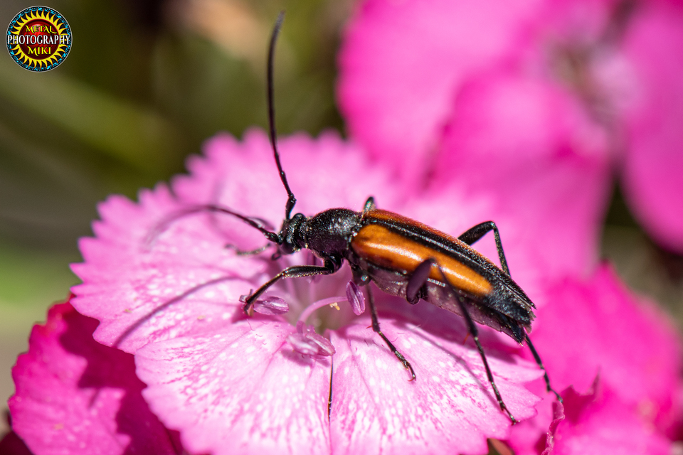 Stenurella melanura - feketevégű karcsúcincér