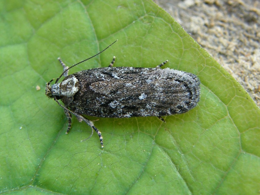 Gelechiidae - sarlósajkú-molylepkefélék