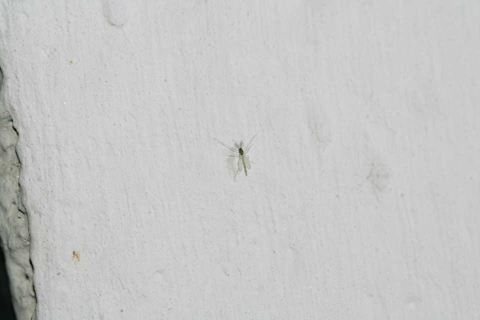 Chironomidae - árvaszúnyogok