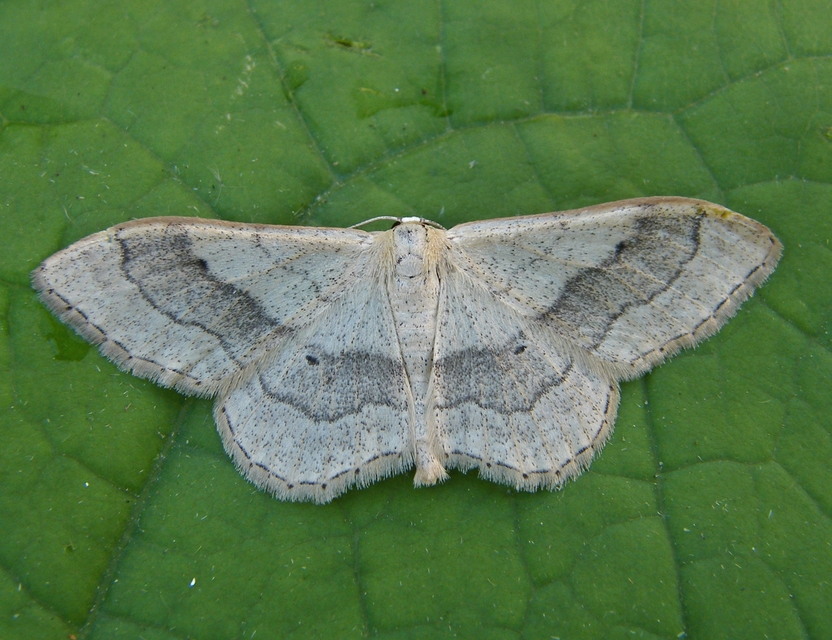 Idaea aversata - nagy sávosaraszoló