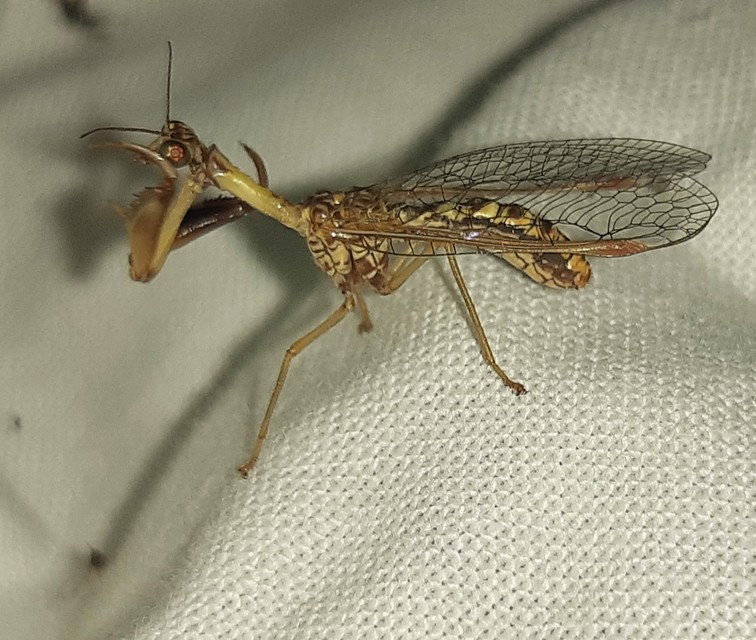 Mantispa styriaca - kétszínű fogólábú-fátyolka