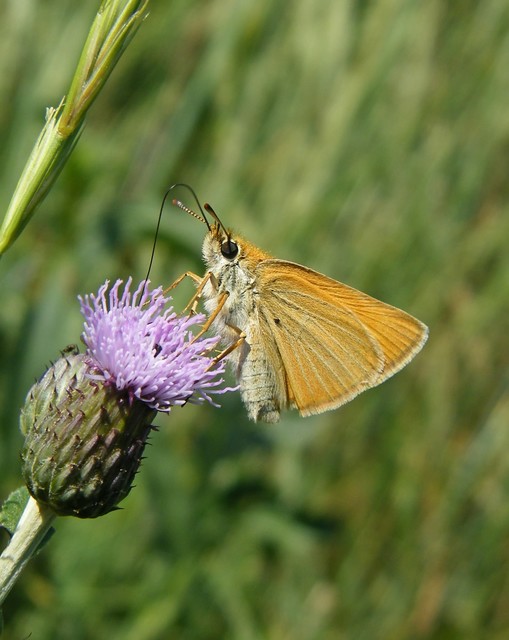 Thymelicus lineola - vonalas busalepke