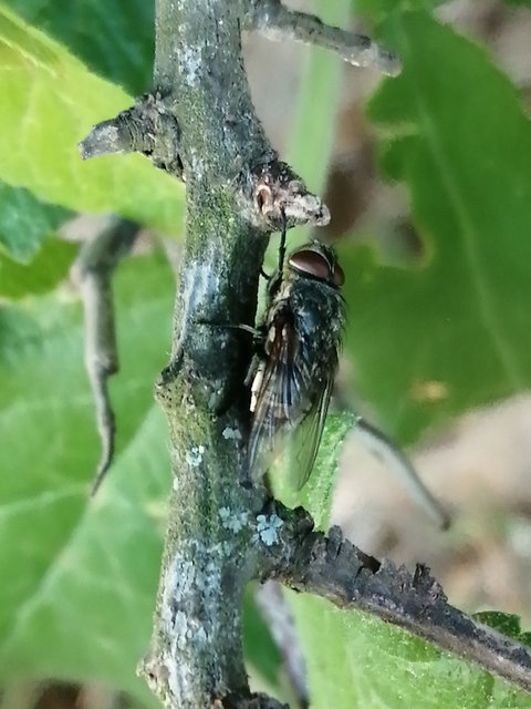 Pollenia