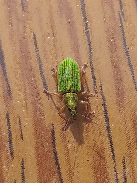 Polydrusus formosus - selymes lombormányos