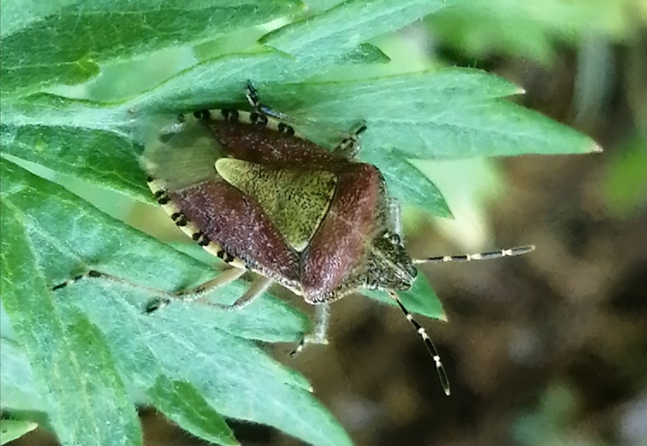 Dolycoris baccarum - közönséges bogyómászó-poloska