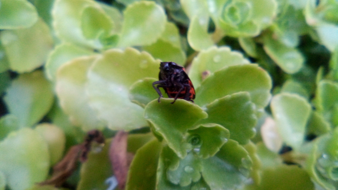 Cercopis