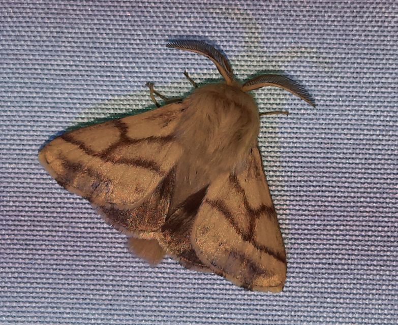 Malacosoma castrensis - kutyatejszövő