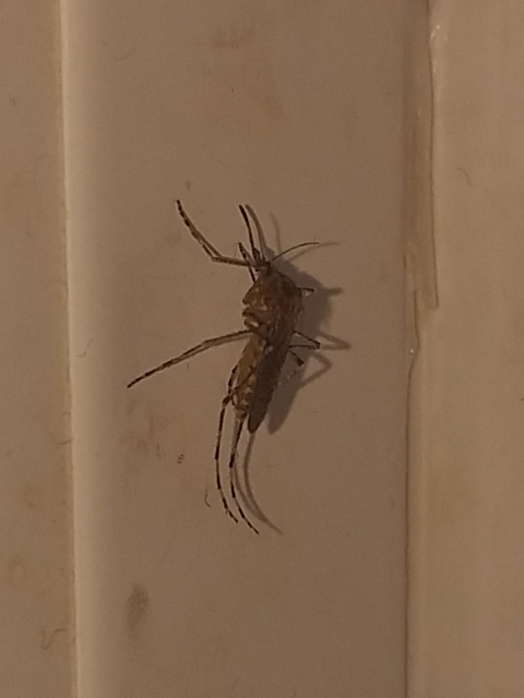 Culicidae - csípőszúnyogok