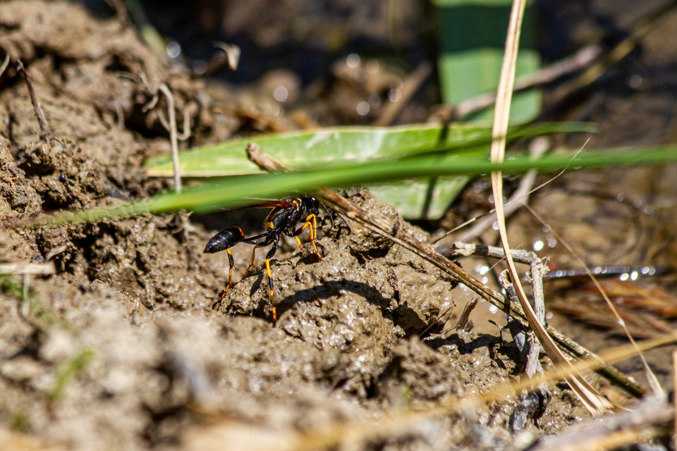 Sceliphron caementarium - feketenyelű lopódarázs