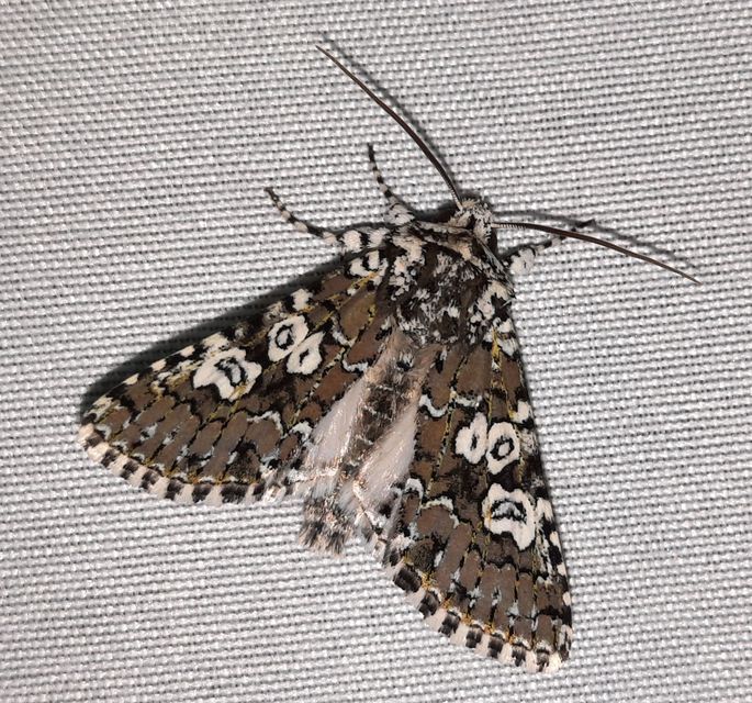 Lamprosticta culta - hármasfoltú bagoly