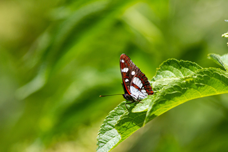 Limenitis reducta - kék lonclepke