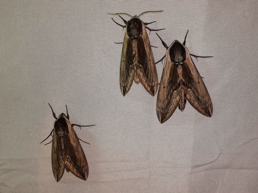 Sphinx ligustri - fagyalszender