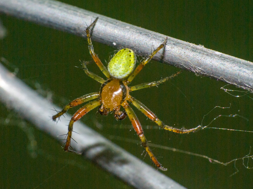 Araniella