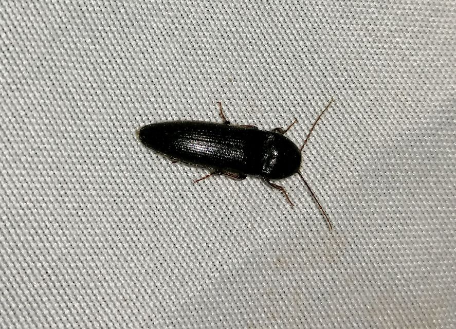 Melanotus