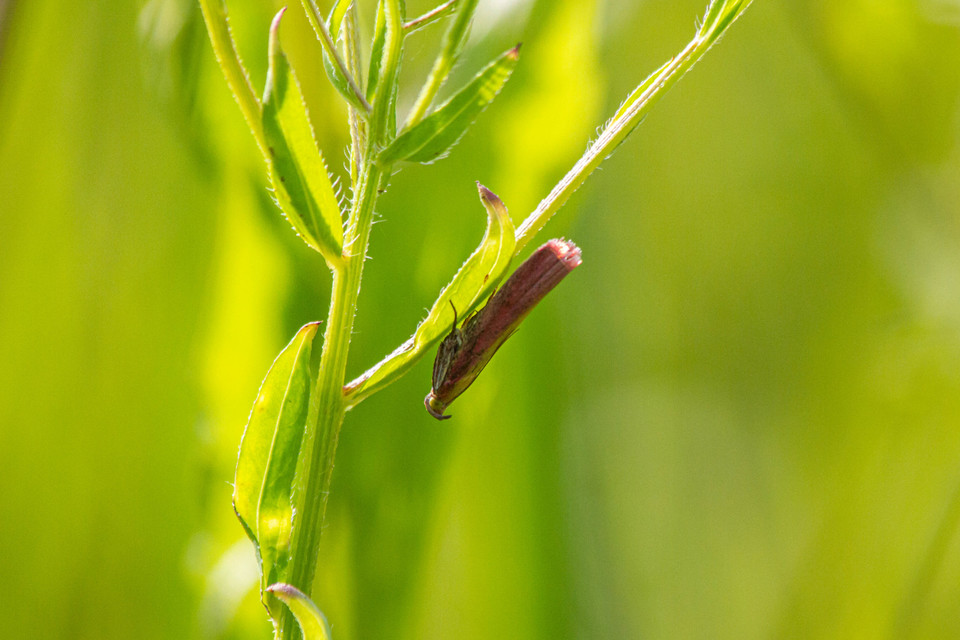 Oncocera semirubella - lucernamoly