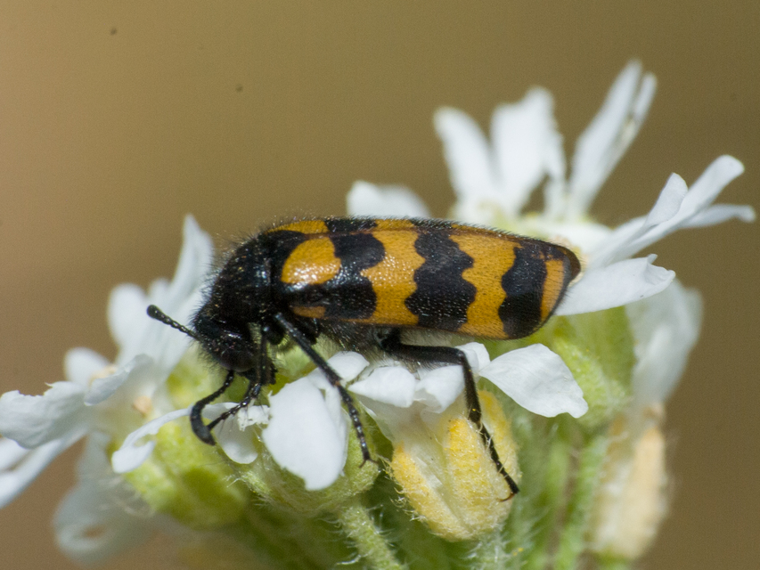Hycleus tenerus - kis hólyaghúzó