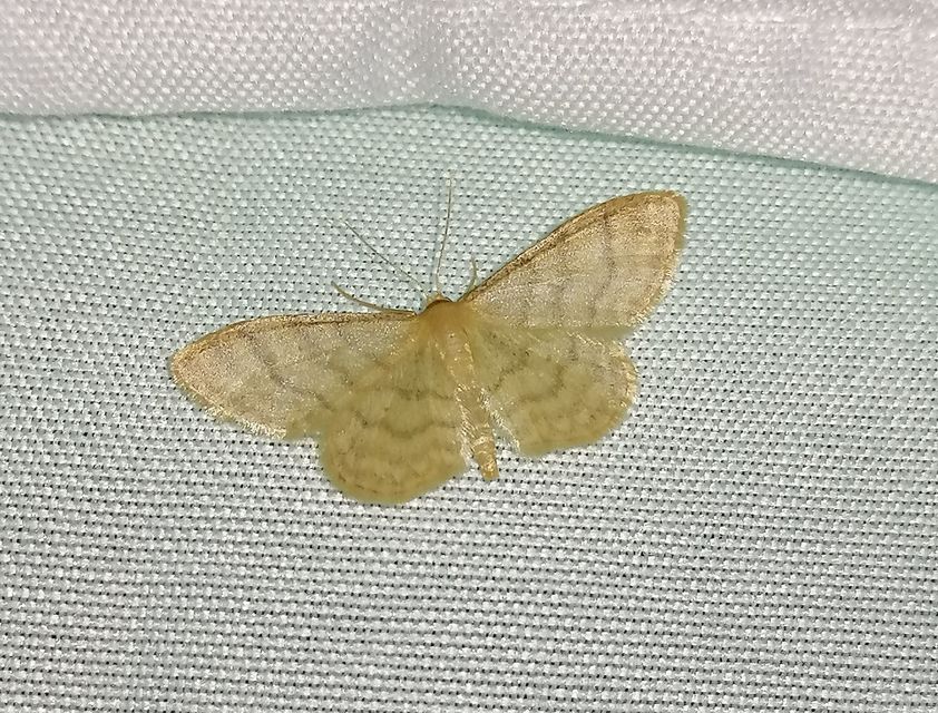 Idaea dilutaria - napvirág-apróaraszoló