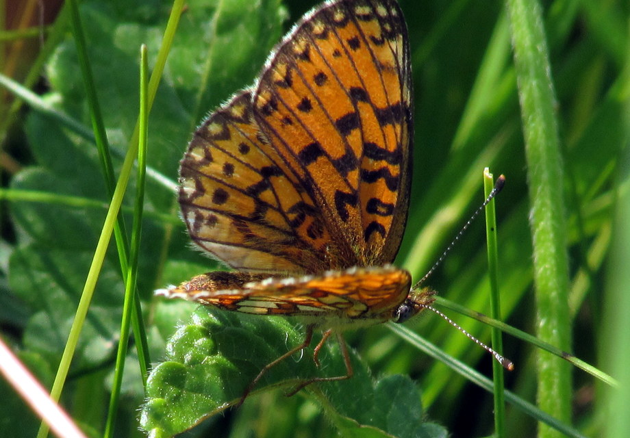 Boloria selene - fakó gyöngyházlepke