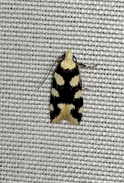 Pseudotelphusa tessella - sóskafamoly
