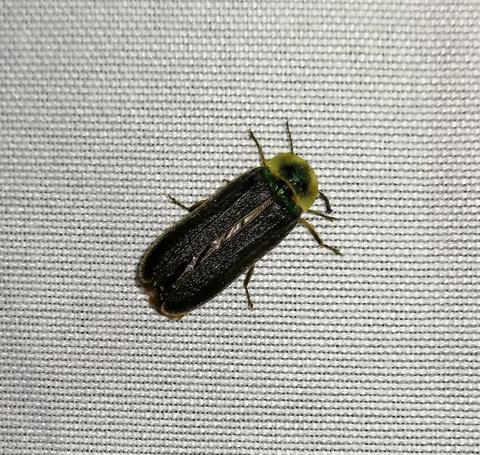 Lampyris noctiluca - nagy szentjánosbogár