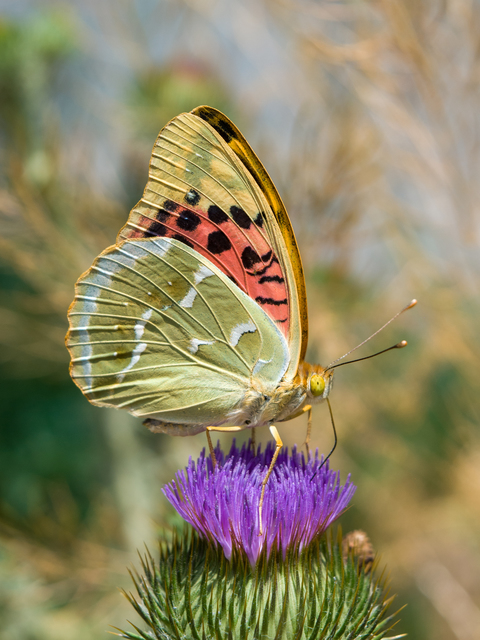 Argynnis pandora - zöldes gyöngyházlepke