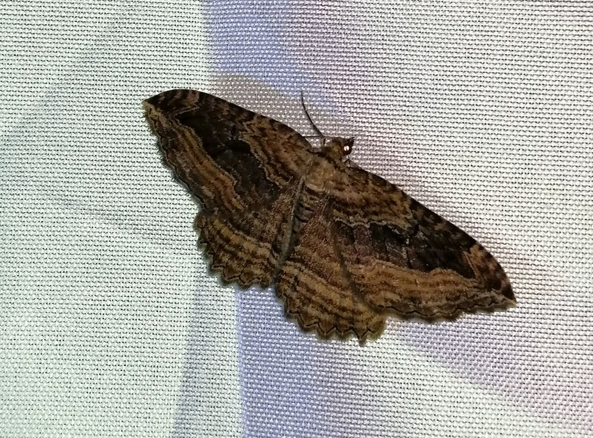 Philereme transversata - varjútövis-araszoló