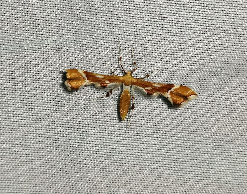 Cnaemidophorus rhododactyla - rózsabogyó-tollasmoly