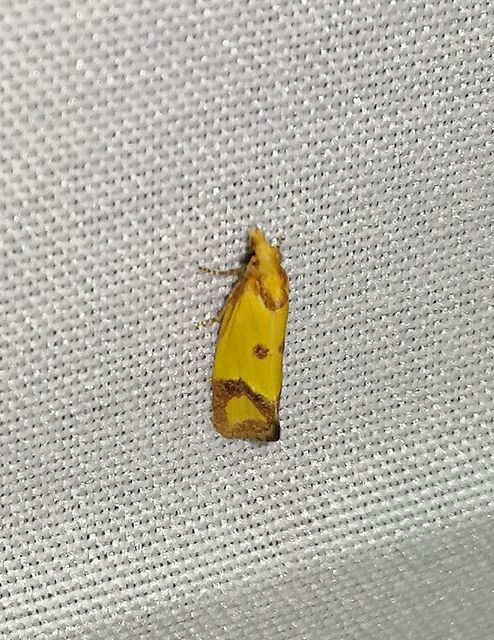 Agapeta zoegana - barnacsíkos sárgamoly