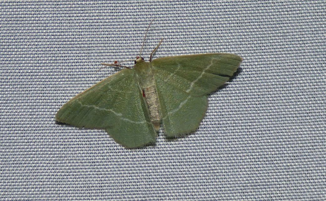 Chlorissa cloraria - sárgászöld araszoló