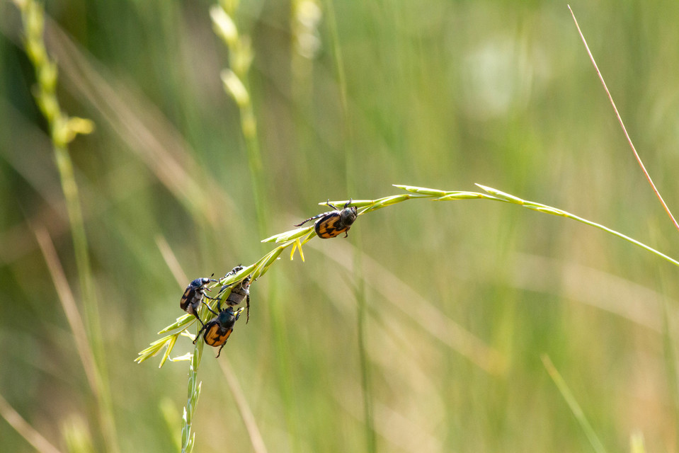 Anisoplia agricola - keresztes szipoly Anisoplia agricola - keresztes szipoly
