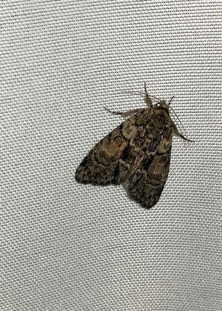 Cryphia fraudatricula - homoki zuzmóbagoly