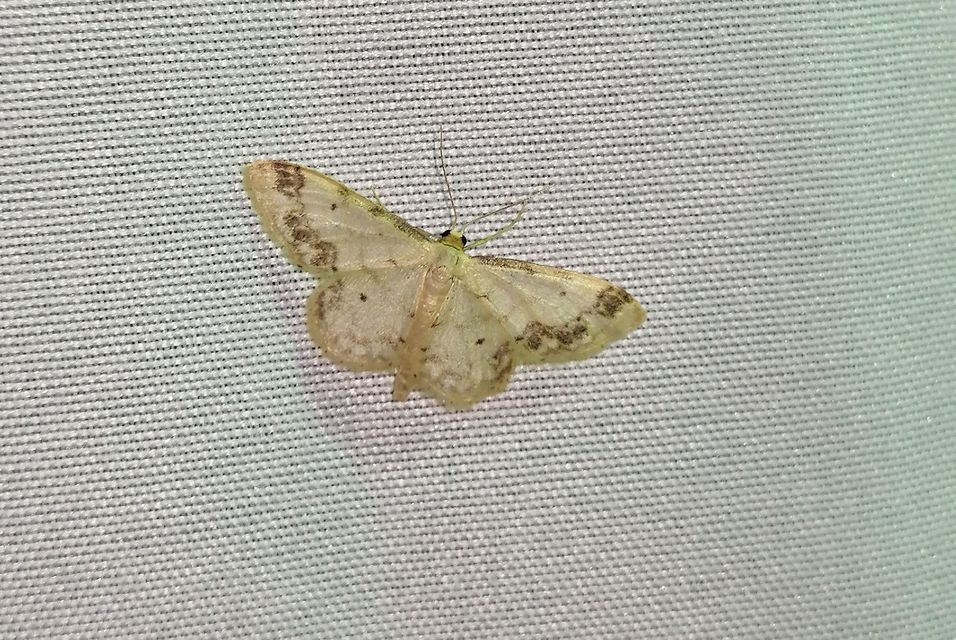 Idaea trigeminata - csúcsfoltos apróaraszoló