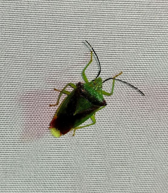 Acanthosoma haemorrhoidale - nagy dajkapoloska Acanthosoma haemorrhoidale - nagy dajkapoloska