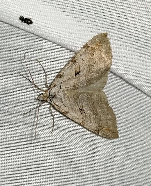 Aplocera plagiata - szürke csíkosaraszoló