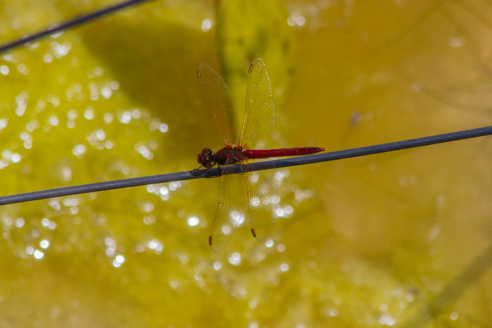 Sympetrum fonscolombii - vándor katona-szitakötő