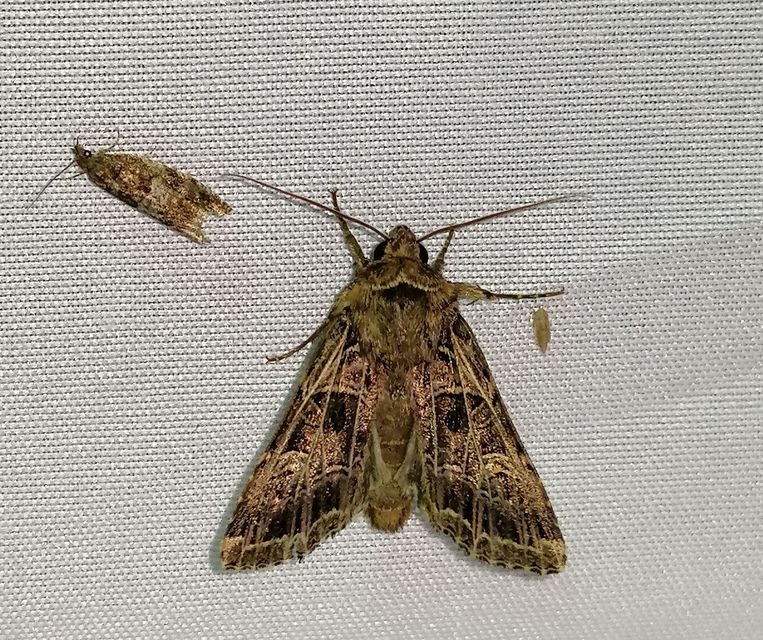 Heliophobus reticulata - fehéreres kertibagoly
