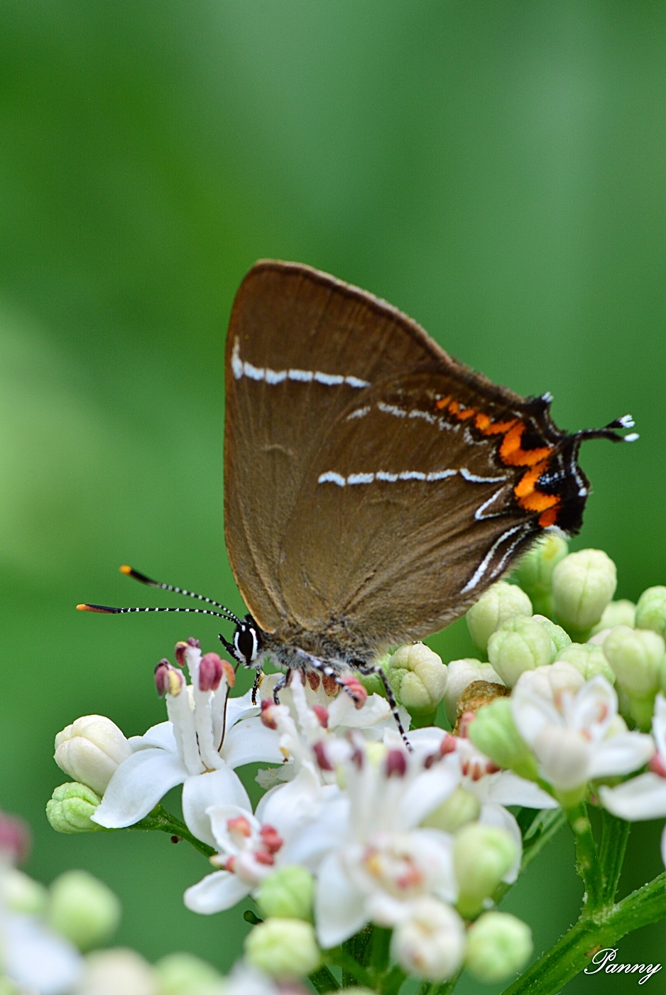 Satyrium w-album - szilfa-csücsköslepke
