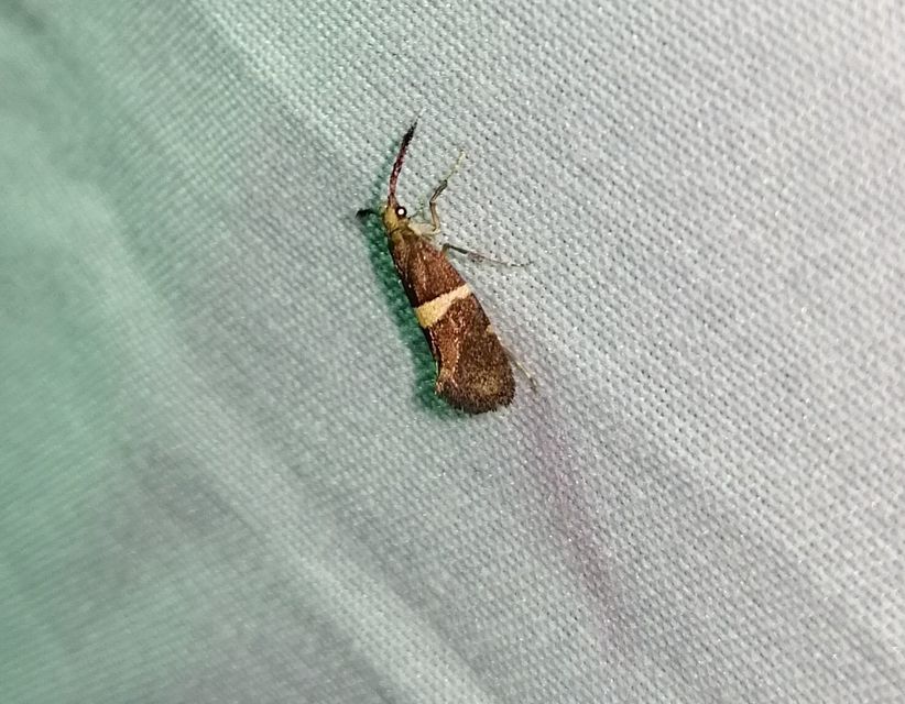 Eidophasia messingiella - kakukktormamoly