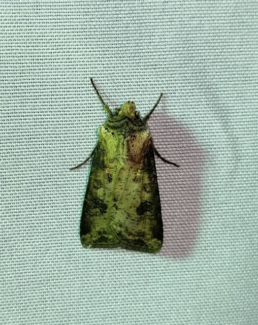 Agrotis clavis - zömök földibagoly