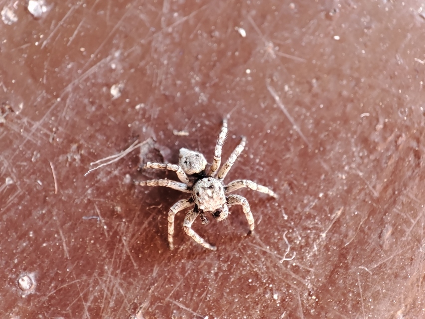 Attulus