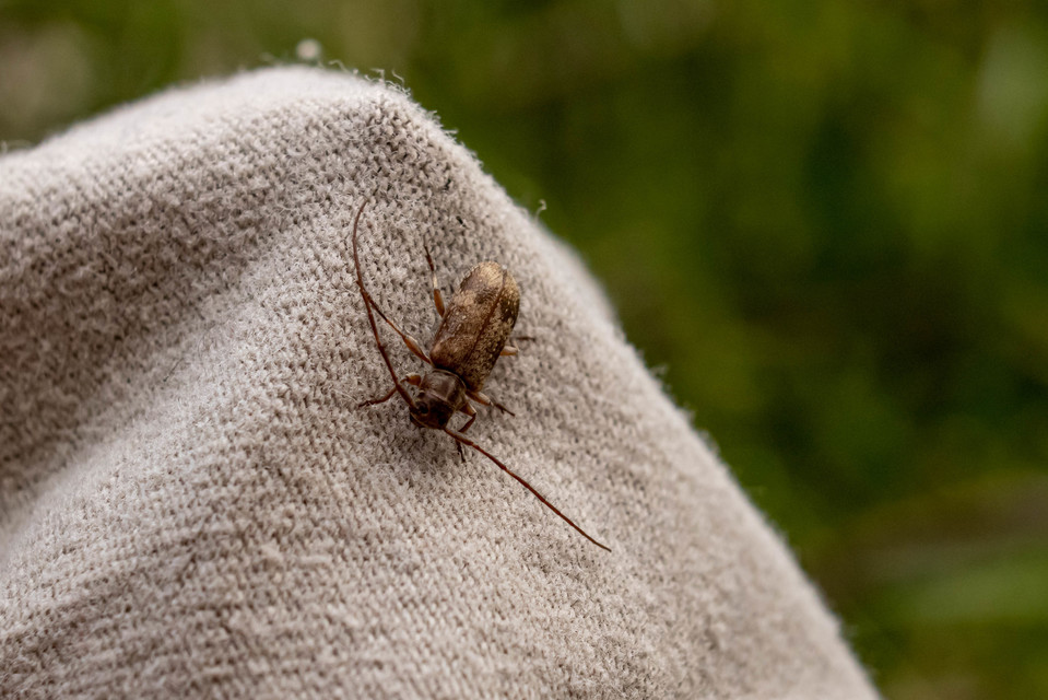 Exocentrus adspersus - tölgyfa-rőzsecincér