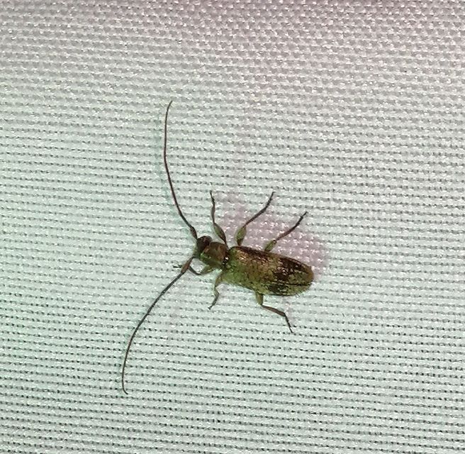 Exocentrus lusitanus - hársfa-rőzsecincér