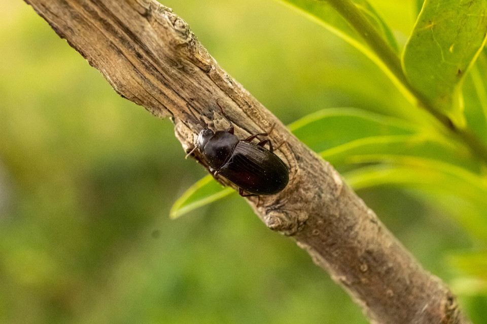 Nalassus dermestoides - rövidszárnyú gyászbogár