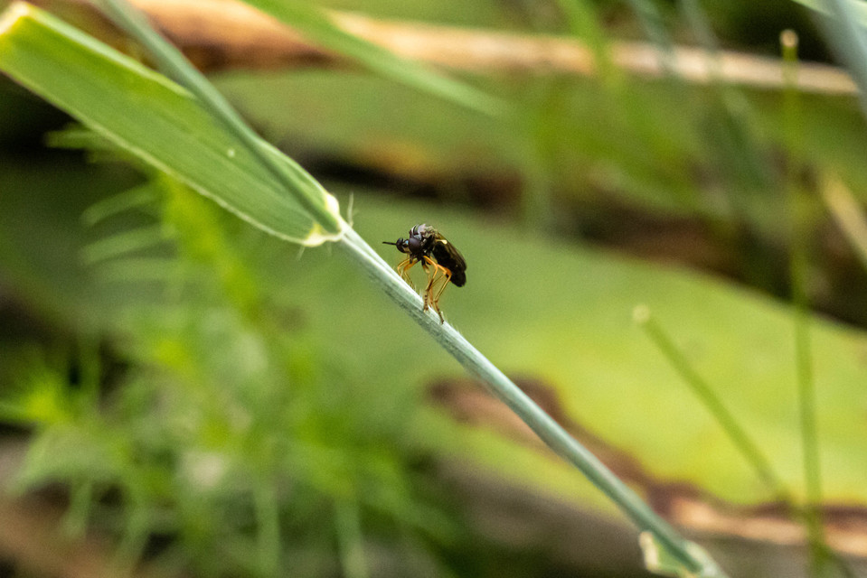 Dioctria