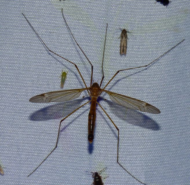 Tipula