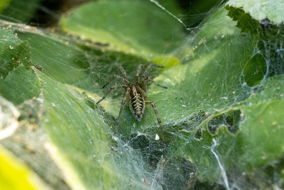 Agelena labyrinthica - illó tölcsérpók